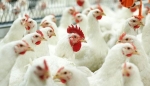 Ready decisions for poultry farming
