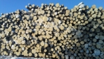 Ready decisions for timber industry