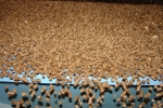 Processing of a beer pellet or waste - in forages
