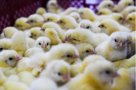 Εξοπλισμός επεξεργασίας κοπριάς πουλερικών στάλθηκε στο εργοστάσιο Severnaya 